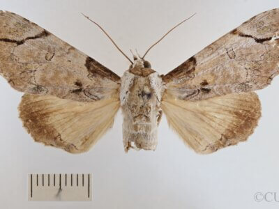 dorsal view of adult Boryzops purissima