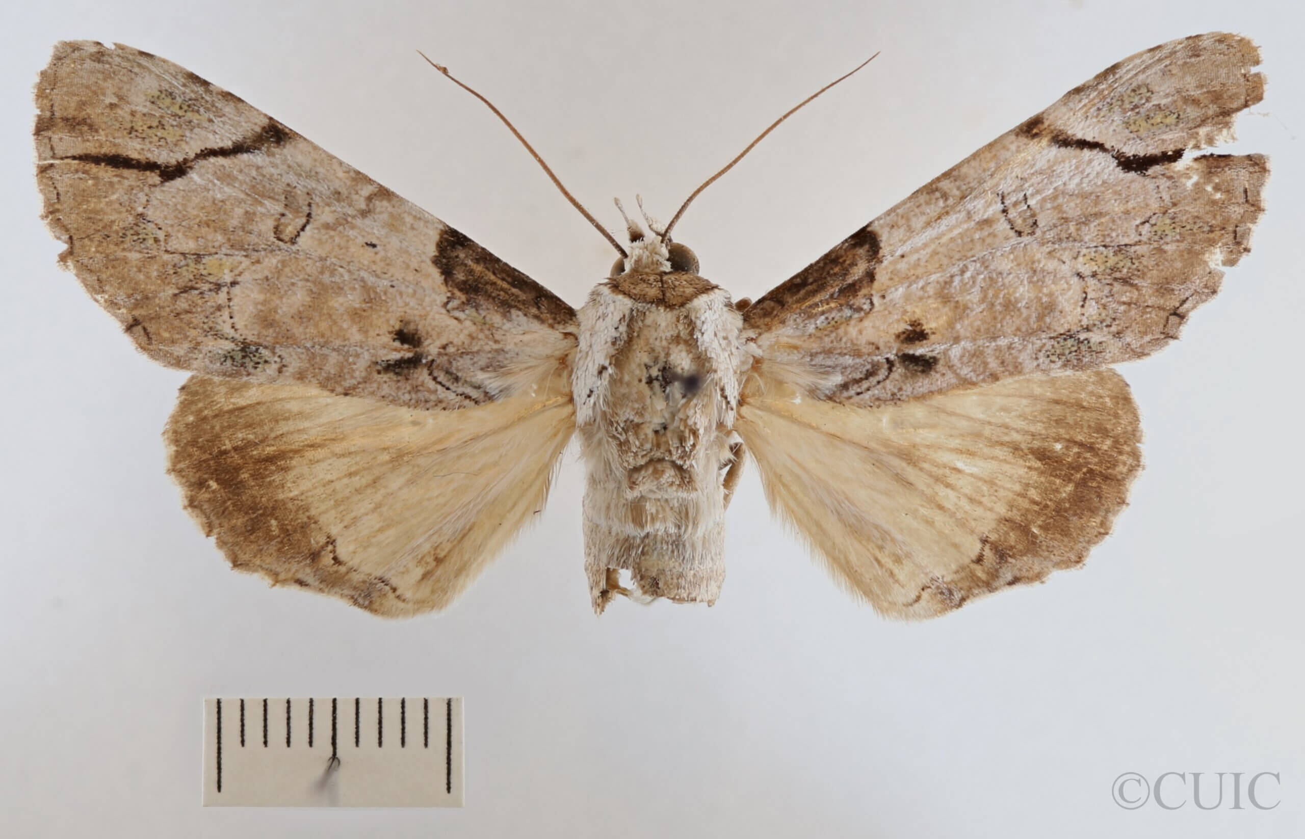 dorsal view of adult Boryzops purissima