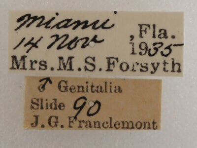 label view of adult Boryzops purissima