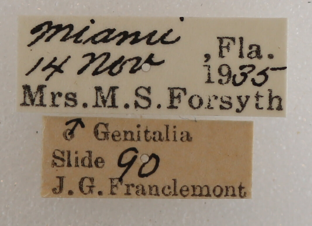 label view of adult Boryzops purissima