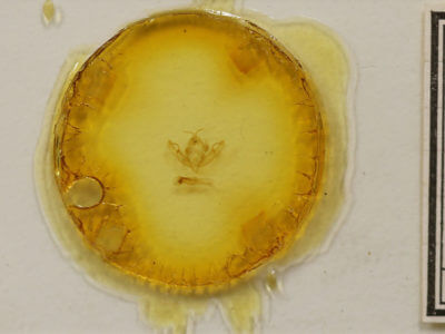 slide view of adult Anathix aggressa