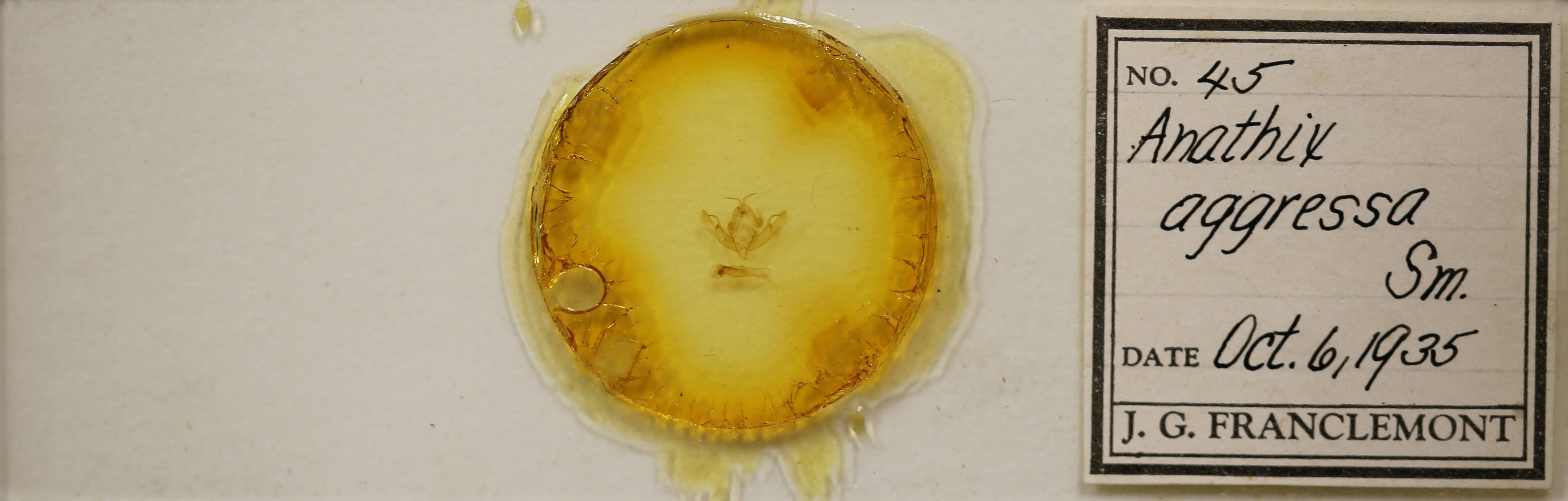 slide view of adult Anathix aggressa