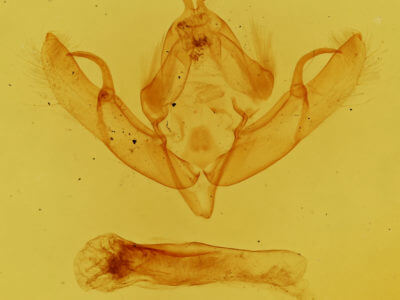 genitalia view of adult Anathix aggressa