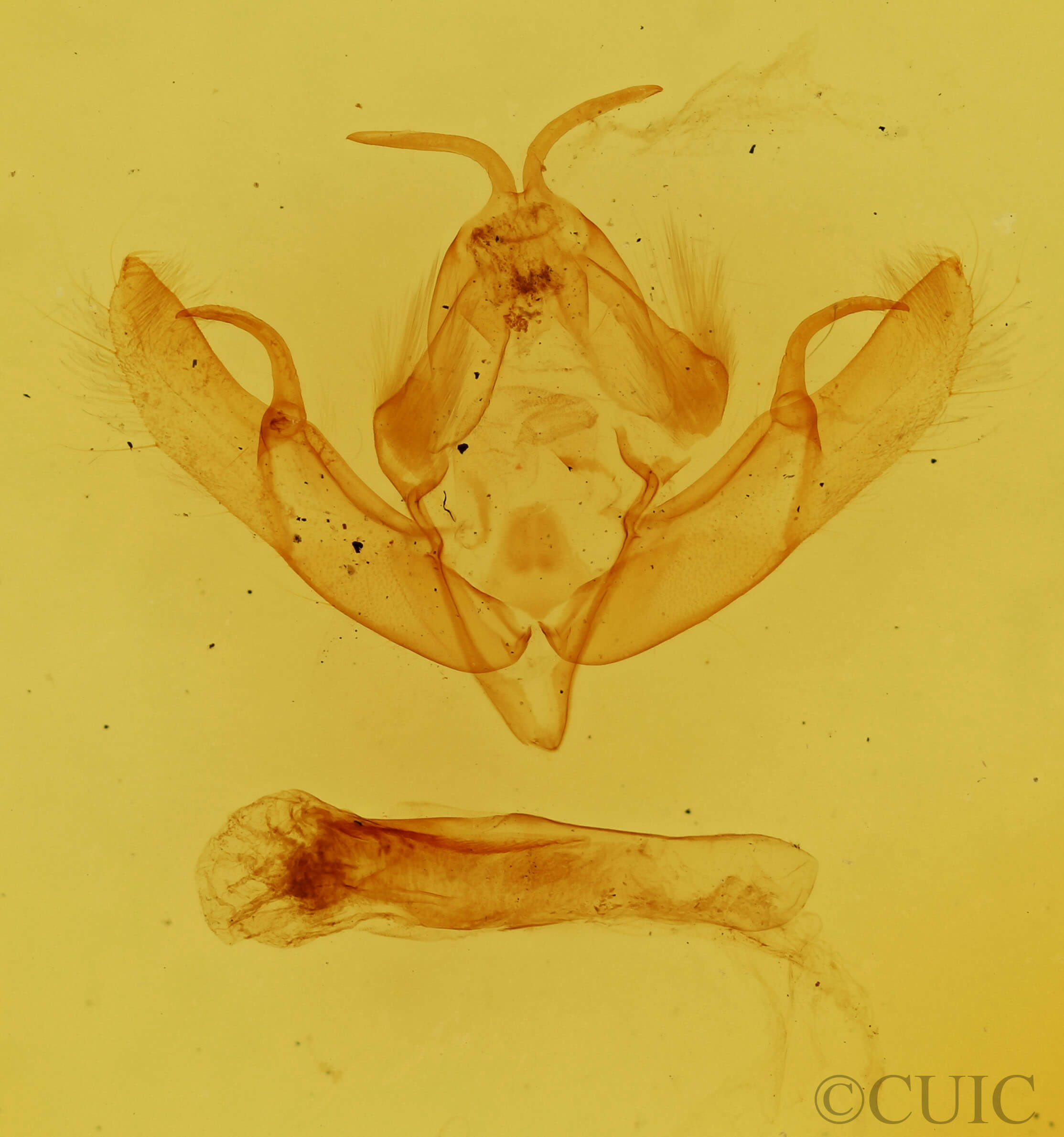 genitalia view of adult Anathix aggressa