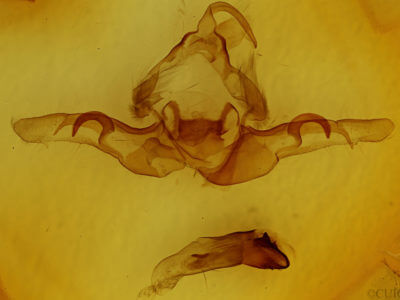 genitalia view of adult Andropolia contacta pulverulenta