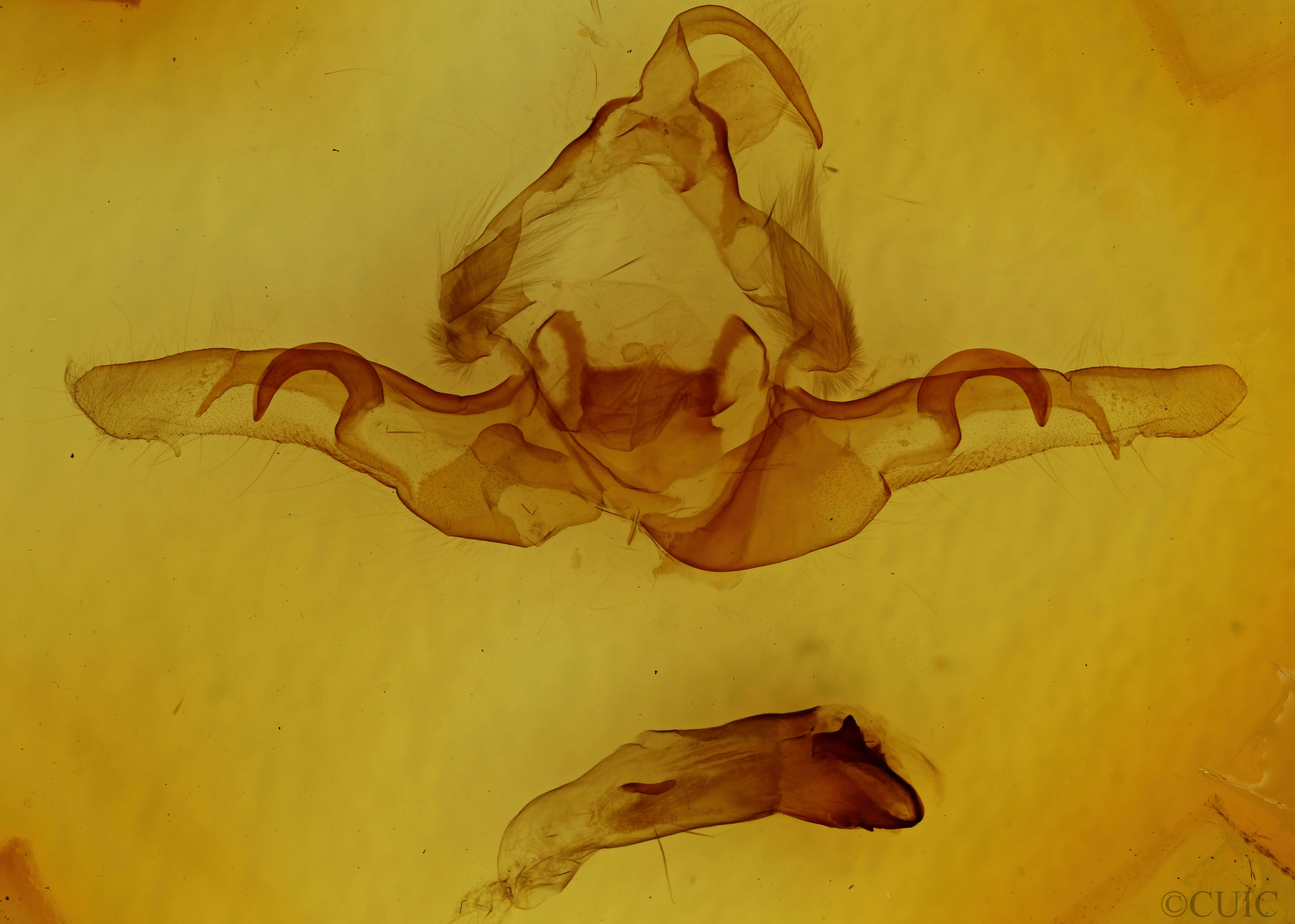 genitalia view of adult Andropolia contacta pulverulenta