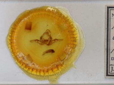 slide view of adult Andropolia contacta pulverulenta