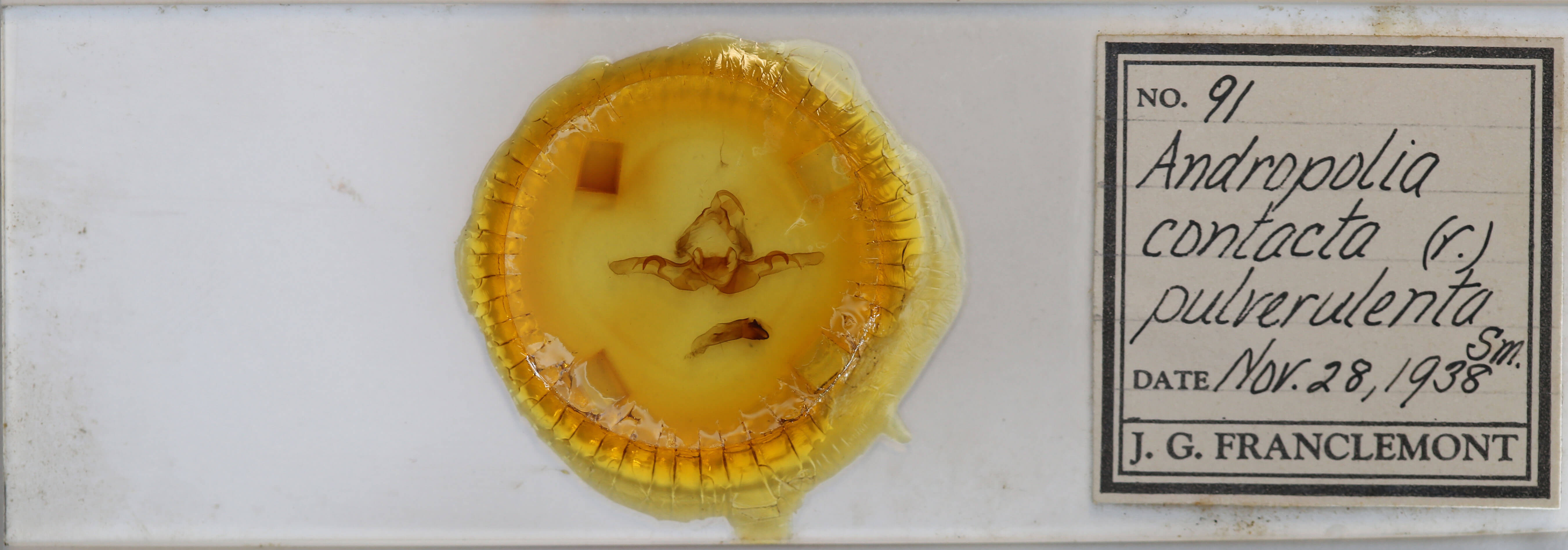 slide view of adult Andropolia contacta pulverulenta