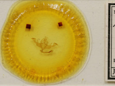 slide view of adult Antitype chi