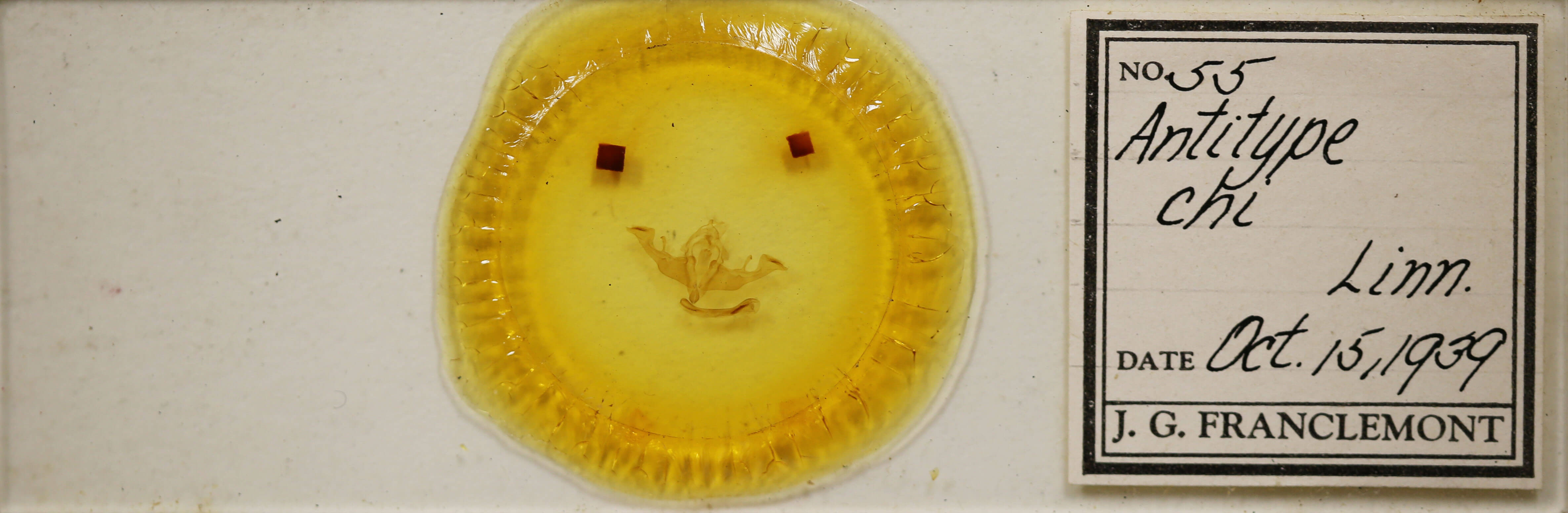 slide view of adult Antitype chi