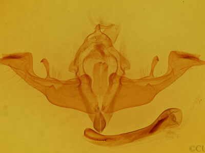 genitalia view of adult Antitype chi