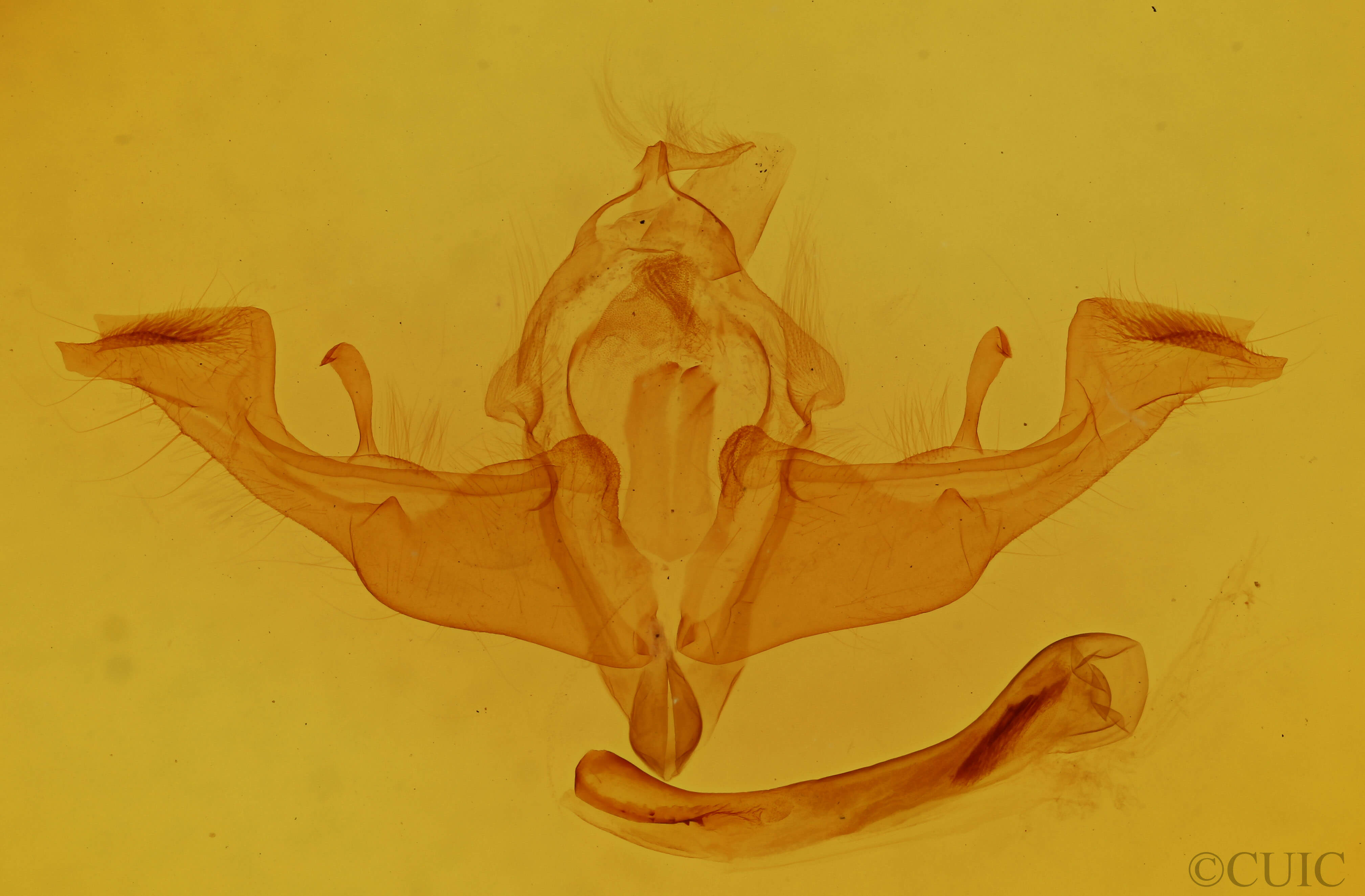 genitalia view of adult Antitype chi