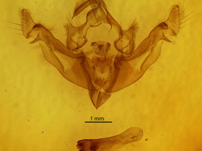 genitalia view of adult Apamea niveivenosa