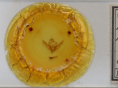 slide view of adult Apamea niveivenosa