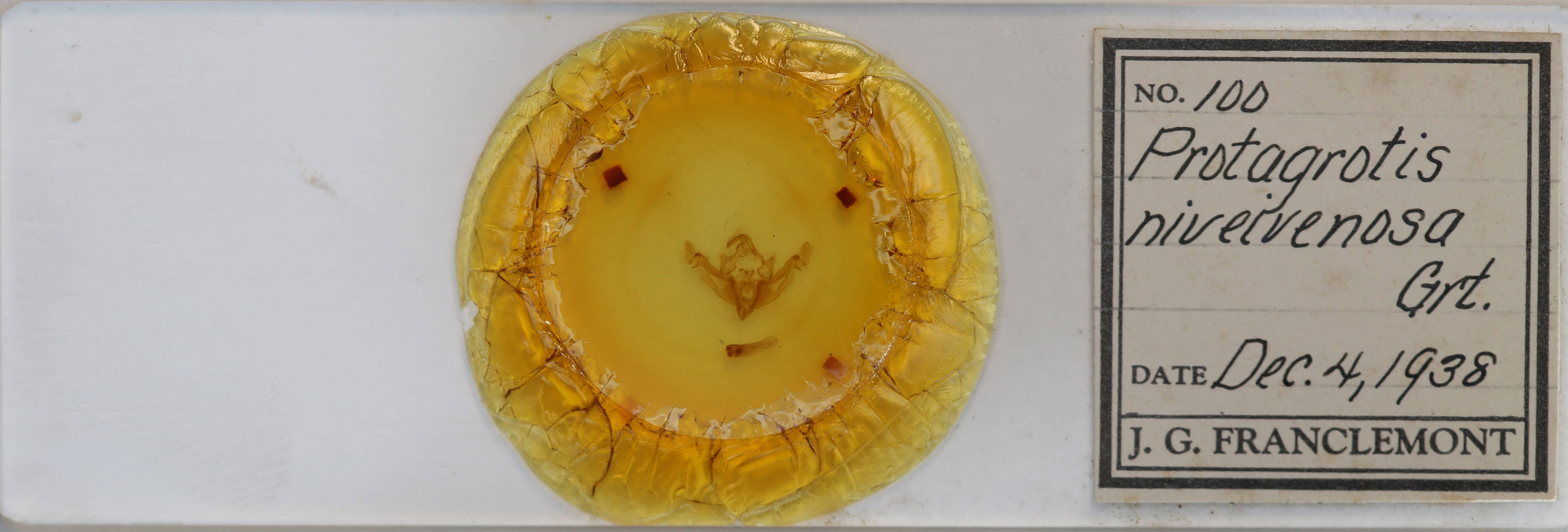 slide view of adult Apamea niveivenosa