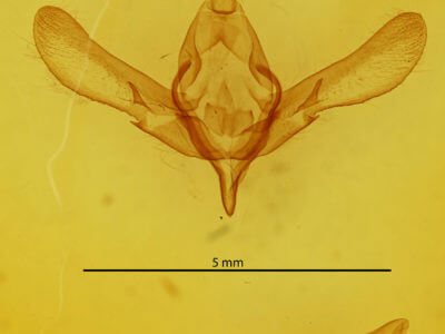 genitalia view of adult Asteroscopus sphinx