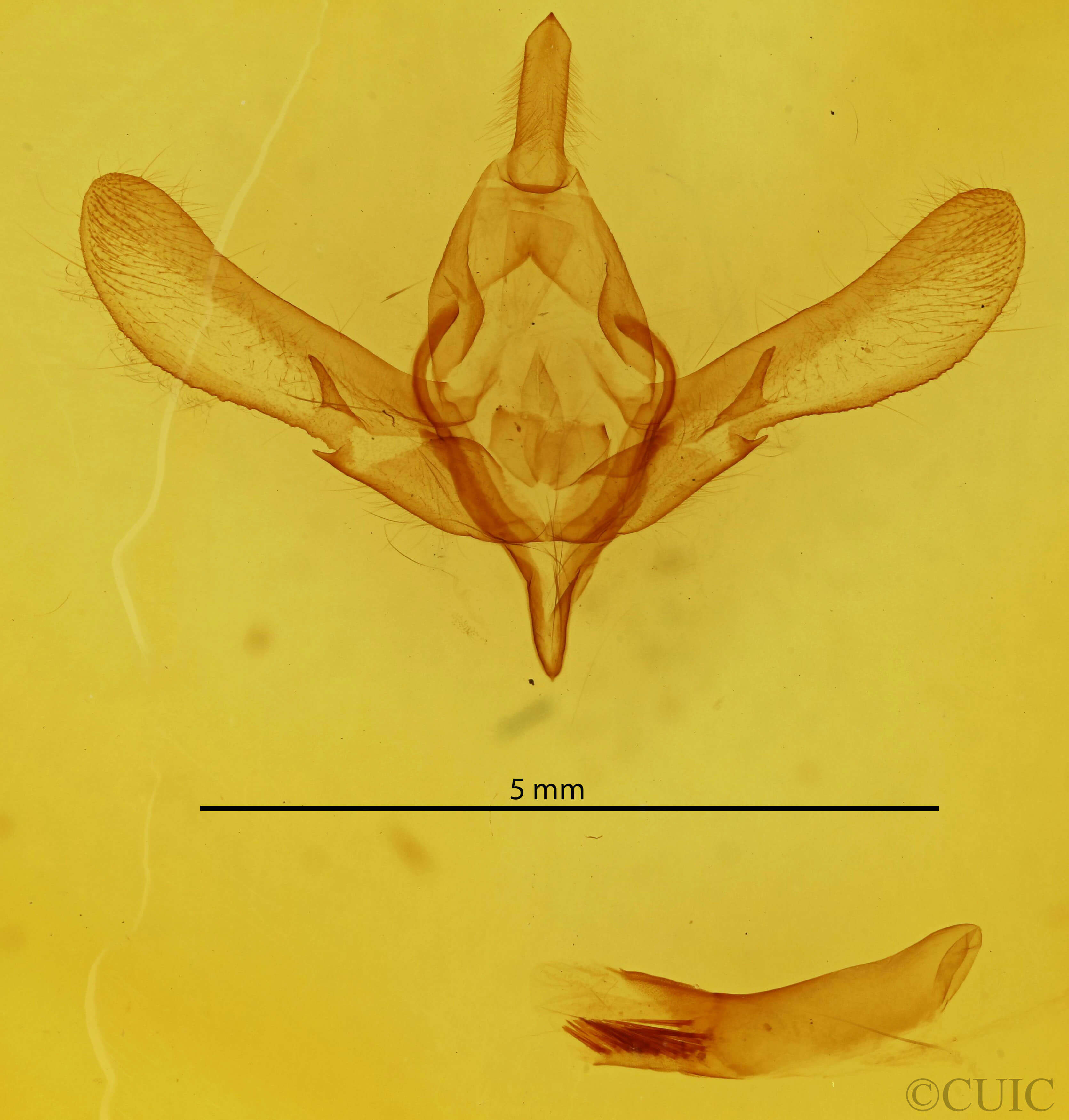 genitalia view of adult Asteroscopus sphinx