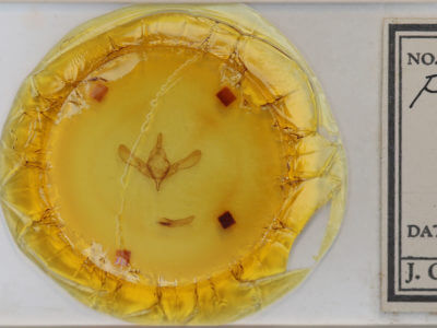 slide view of adult Asteroscopus sphinx