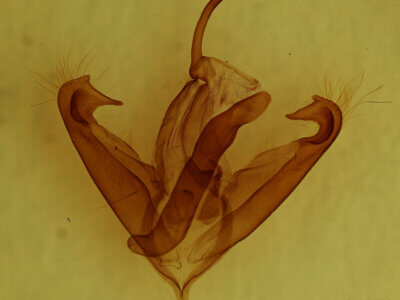 genitalia view of adult Boryzops purissima