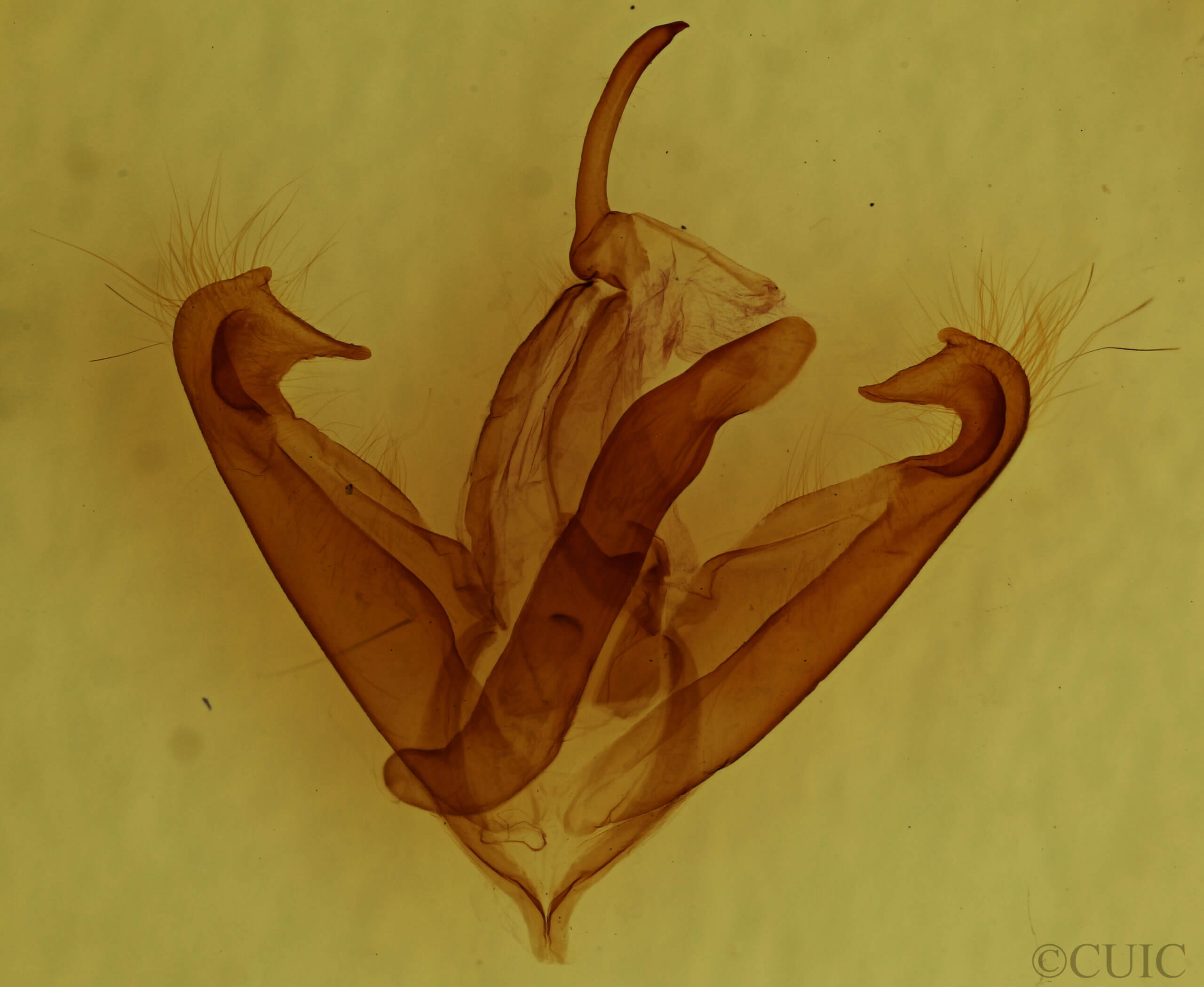 genitalia view of adult Boryzops purissima