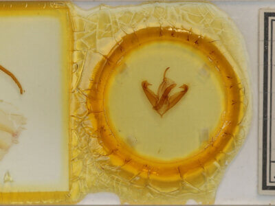 slide view of adult Boryzops purissima