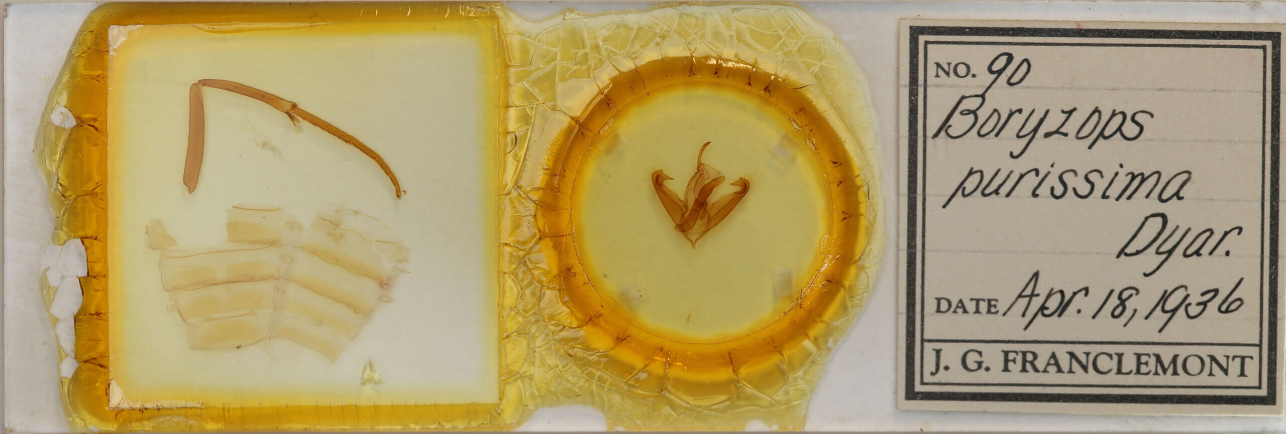 slide view of adult Boryzops purissima