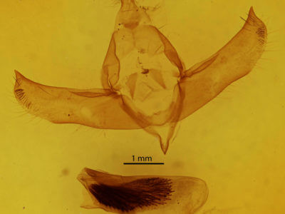 genitalia view of adult Brachionycha nubeculosa