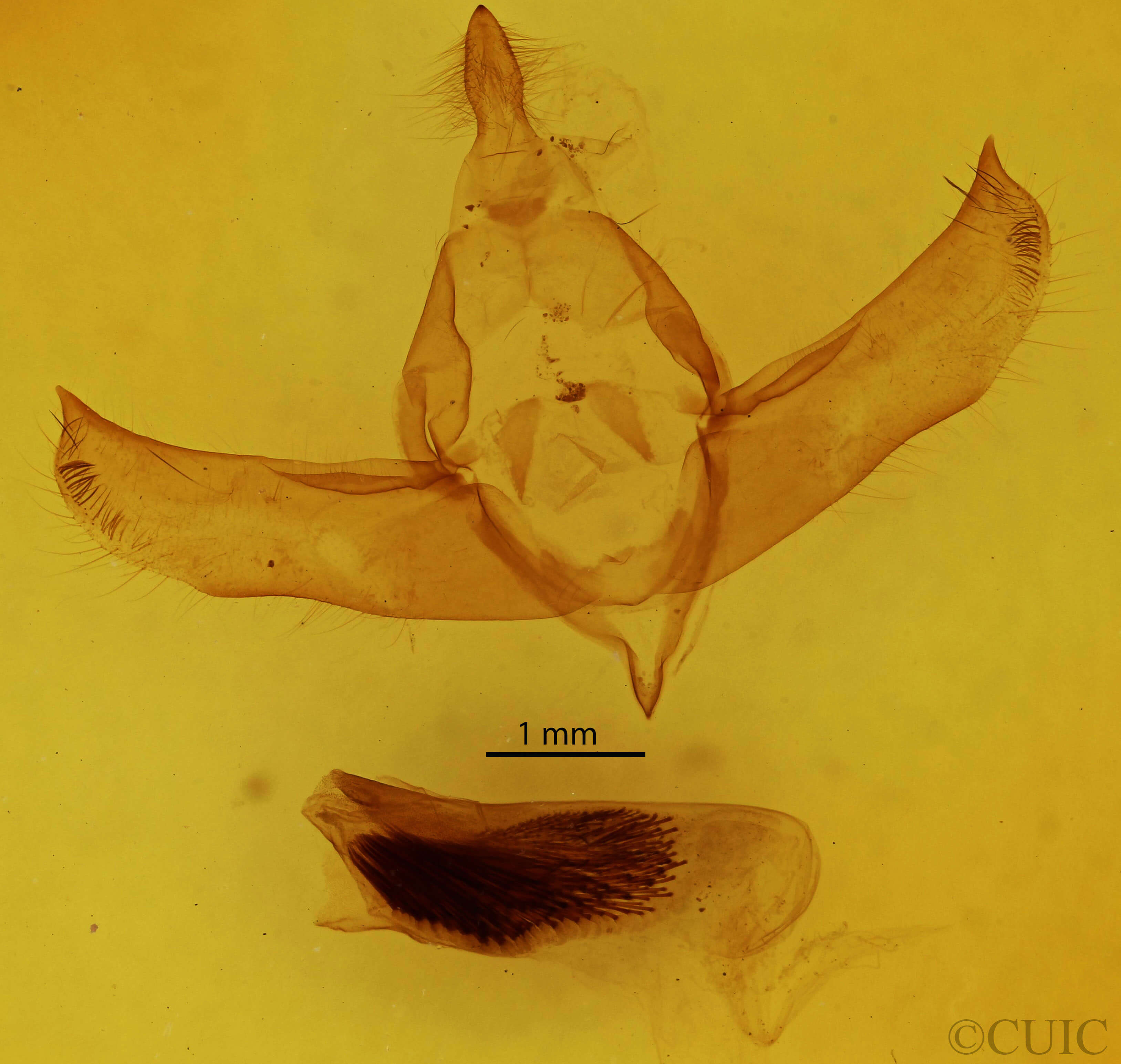 genitalia view of adult Brachionycha nubeculosa