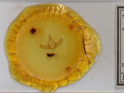 slide view of adult Brachionycha nubeculosa