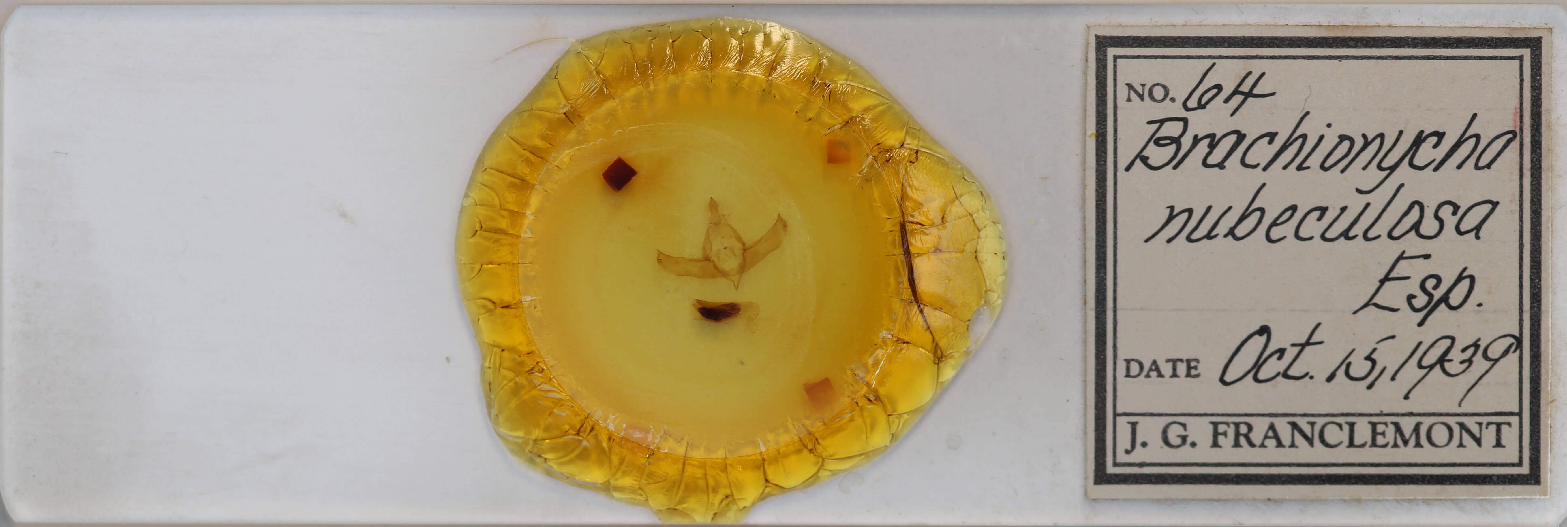 slide view of adult Brachionycha nubeculosa