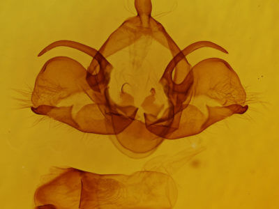 genitalia view of adult Charadra deridens