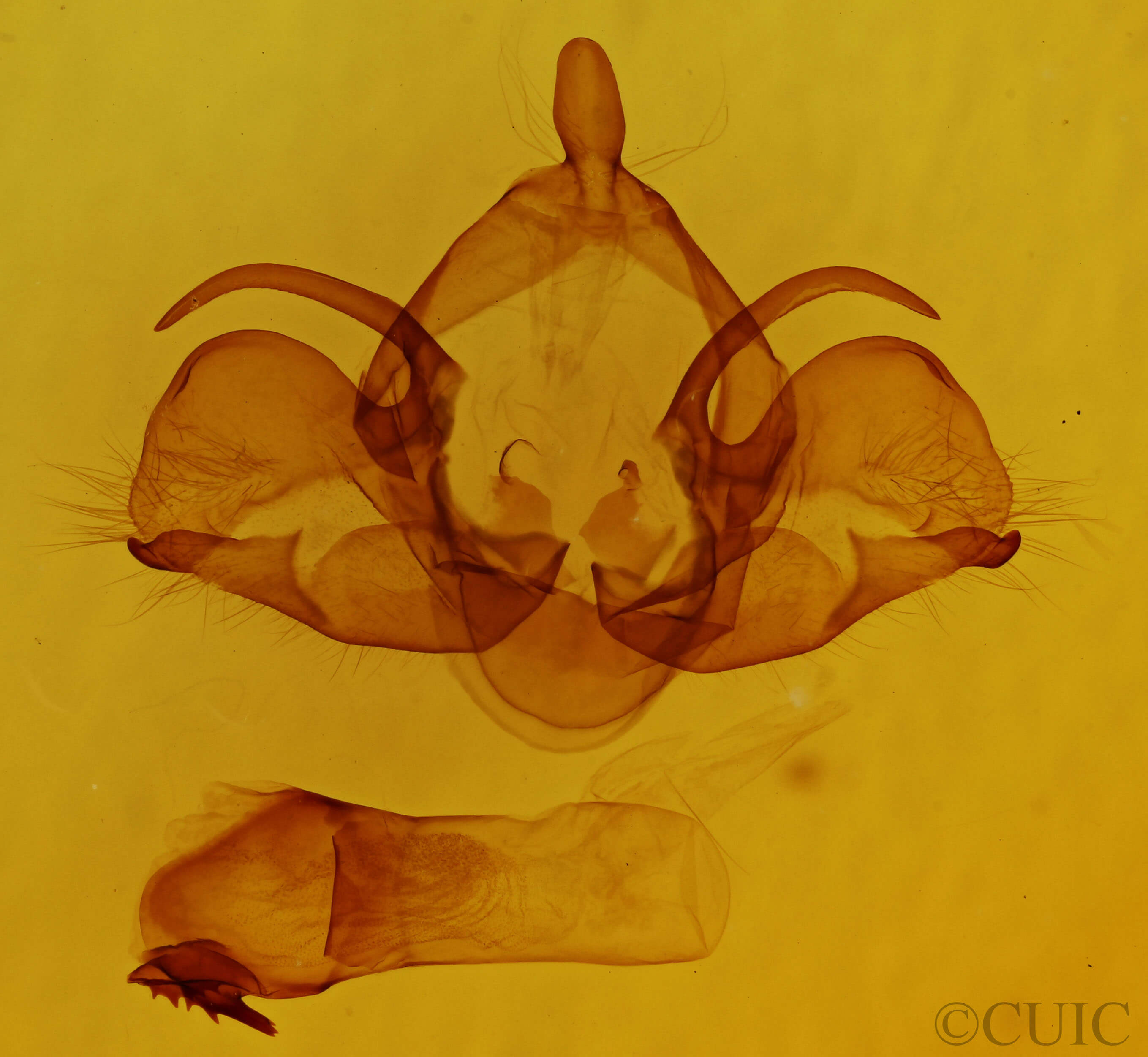 genitalia view of adult Charadra deridens