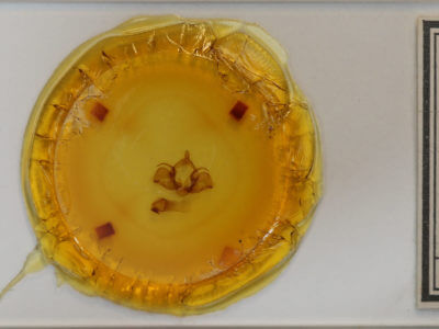 slide view of adult Charadra deridens