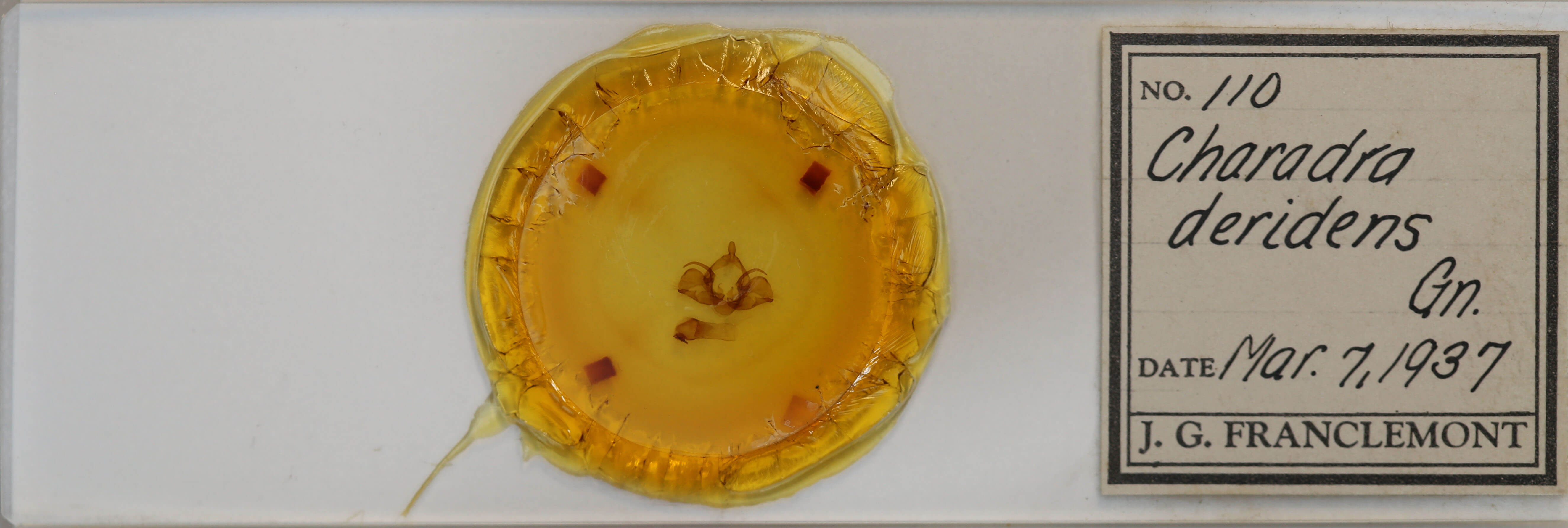 slide view of adult Charadra deridens