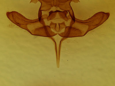 genitalia view of adult Colocasia flavicornis