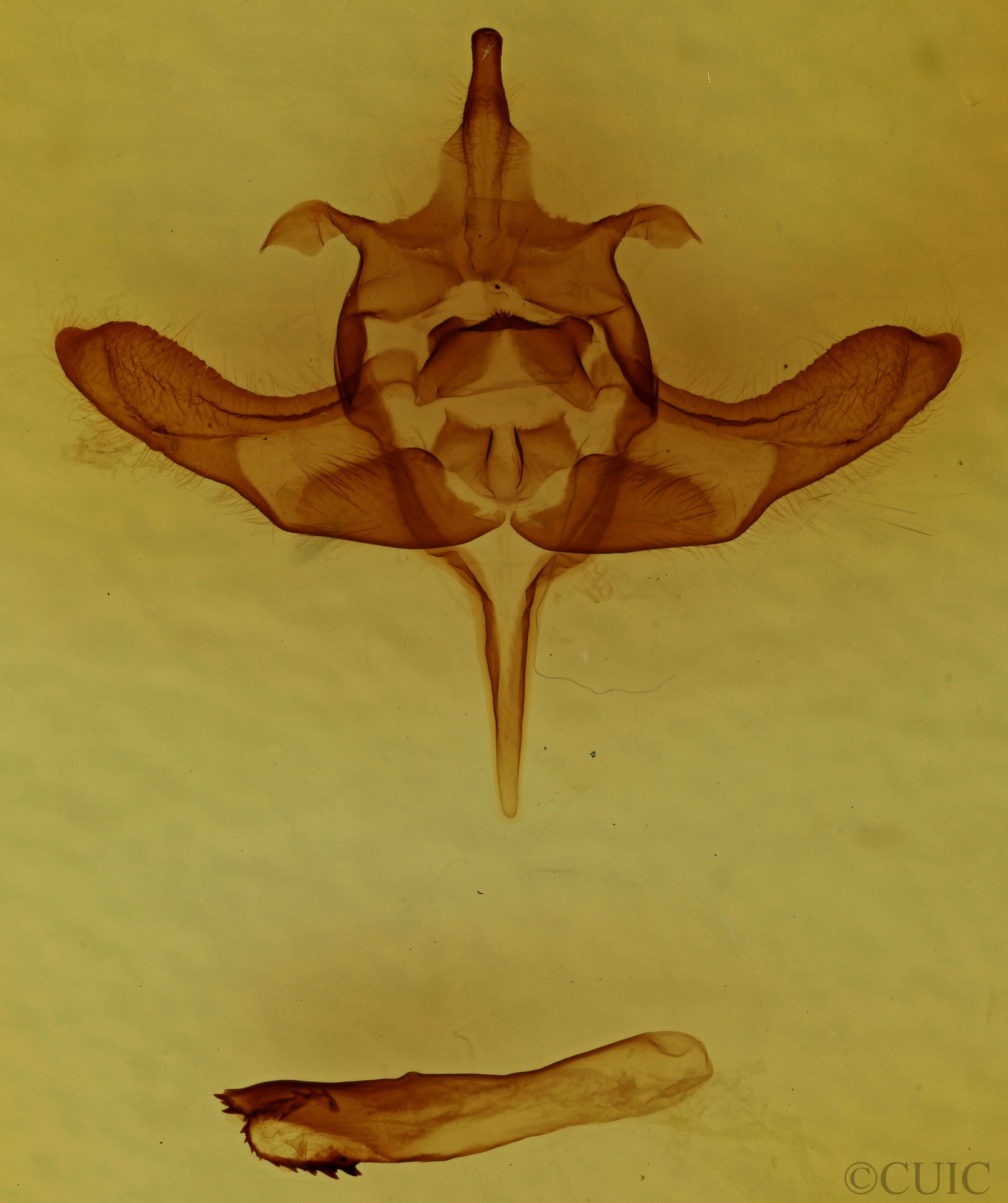 genitalia view of adult Colocasia flavicornis