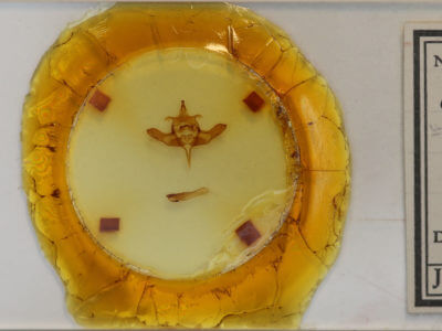 slide view of adult Colocasia flavicornis