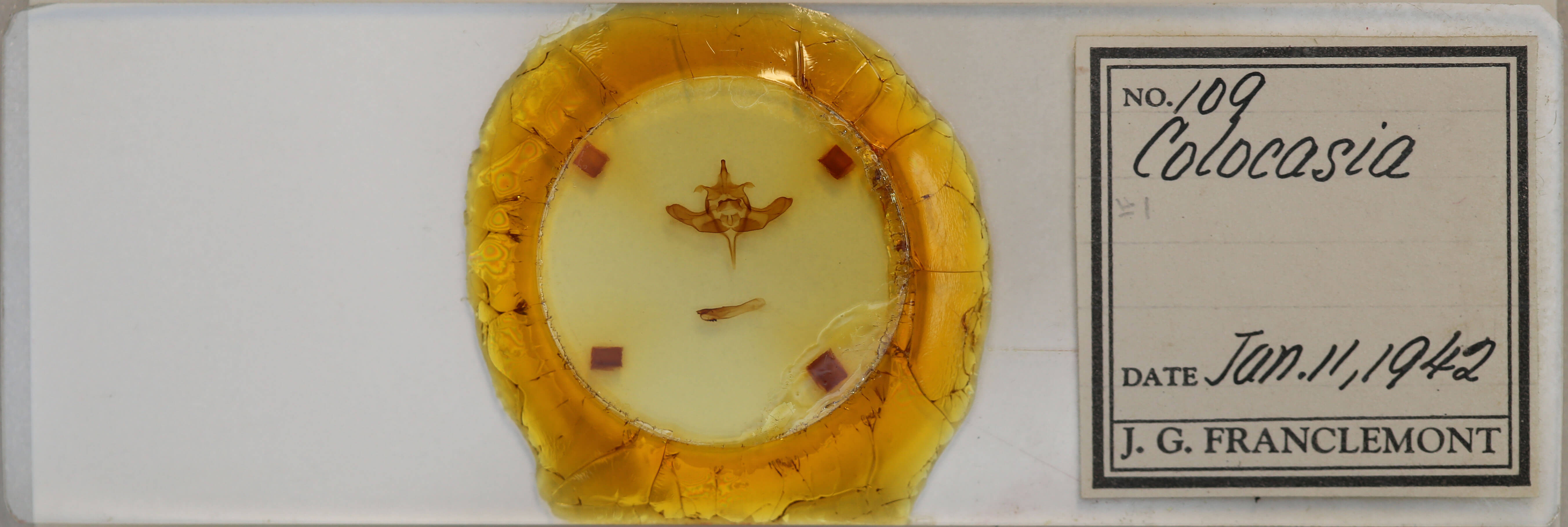 slide view of adult Colocasia flavicornis