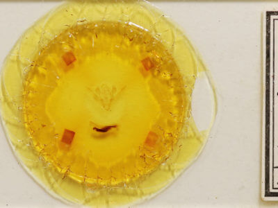 slide view of adult Conistra erythrocephala