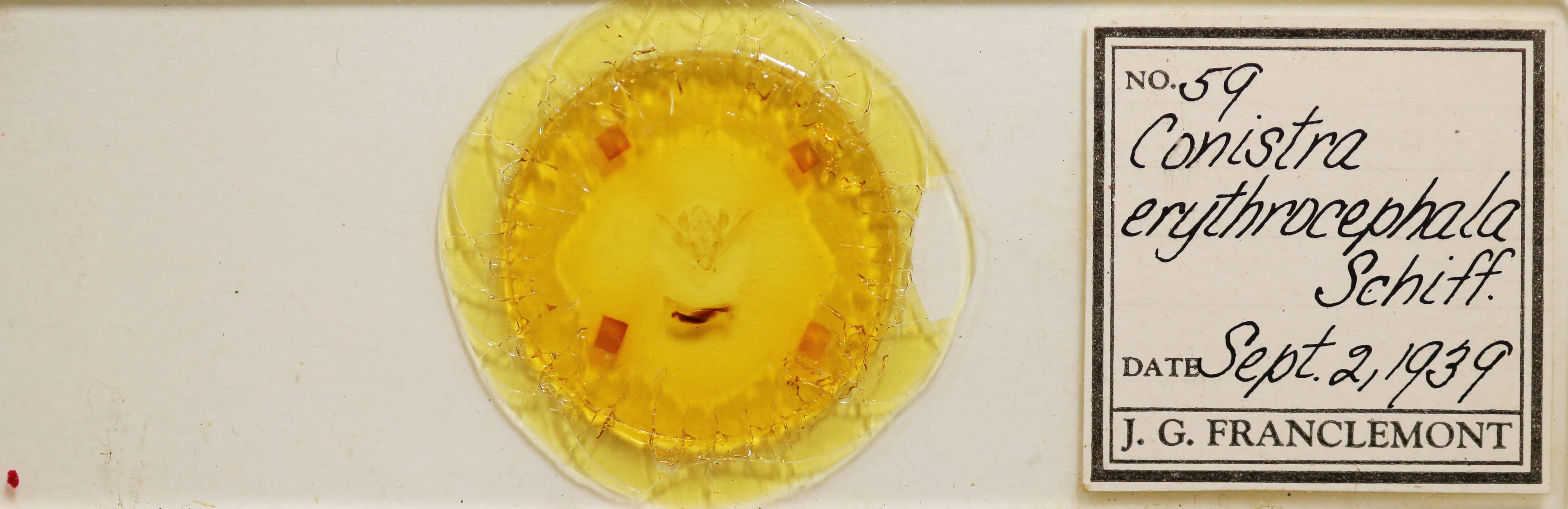 slide view of adult Conistra erythrocephala