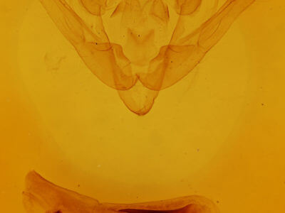 genitalia view of adult Conistra erythrocephala