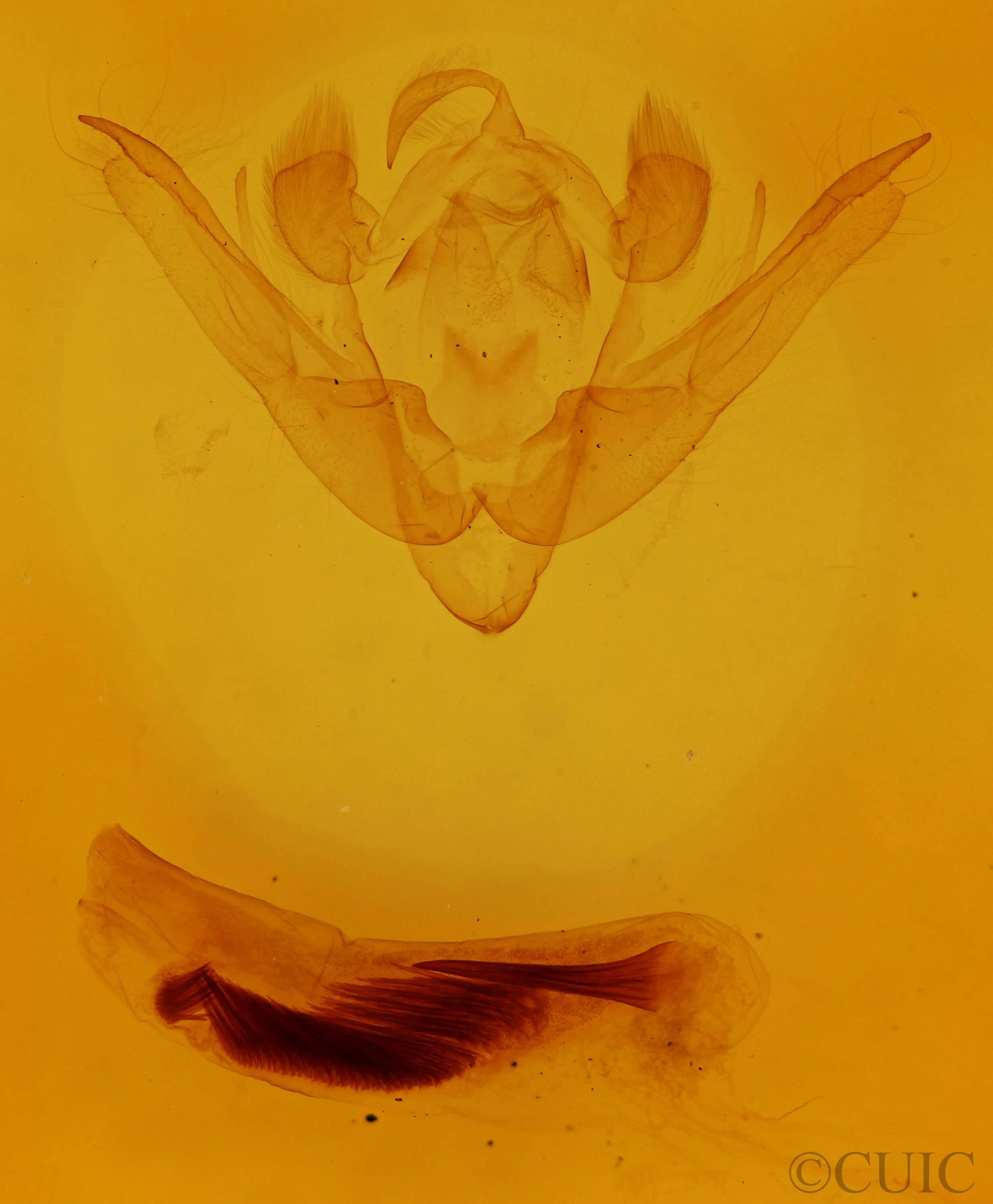 genitalia view of adult Conistra erythrocephala