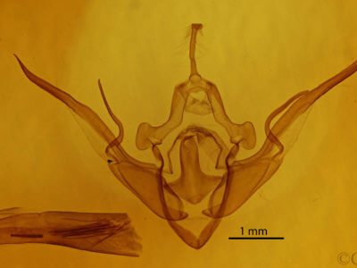 genitalia view of adult Conistra ligula