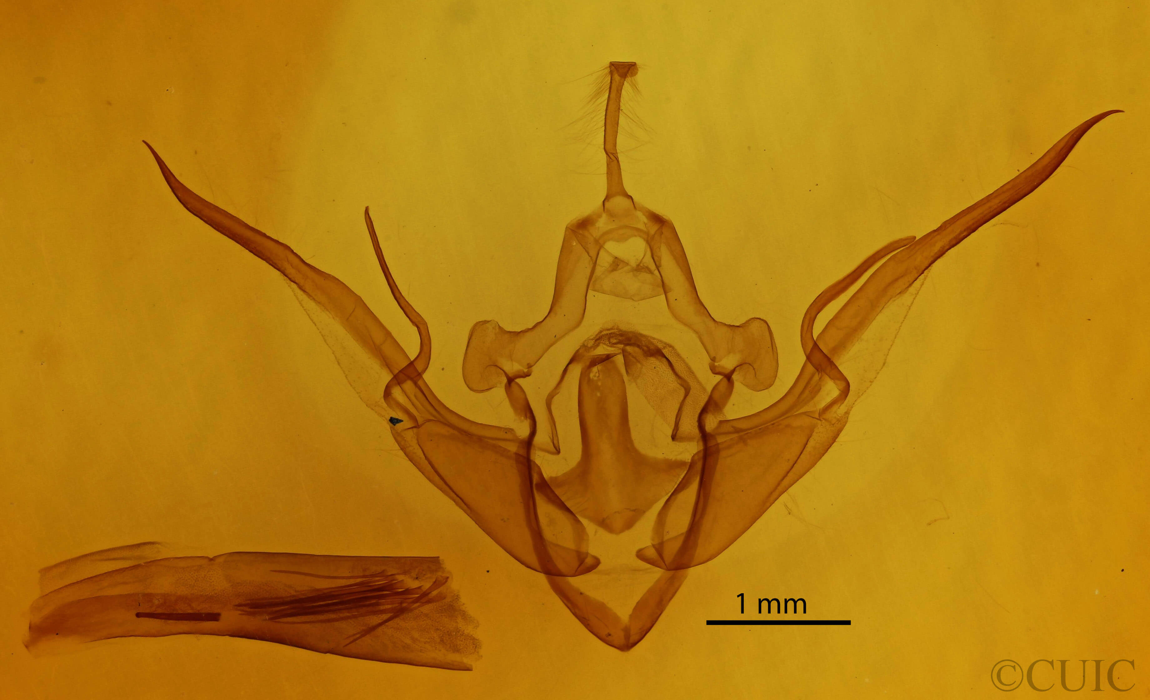 genitalia view of adult Conistra ligula