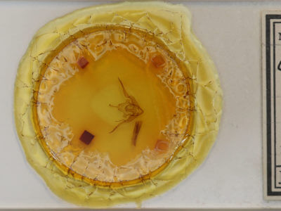 slide view of adult Conistra ligula