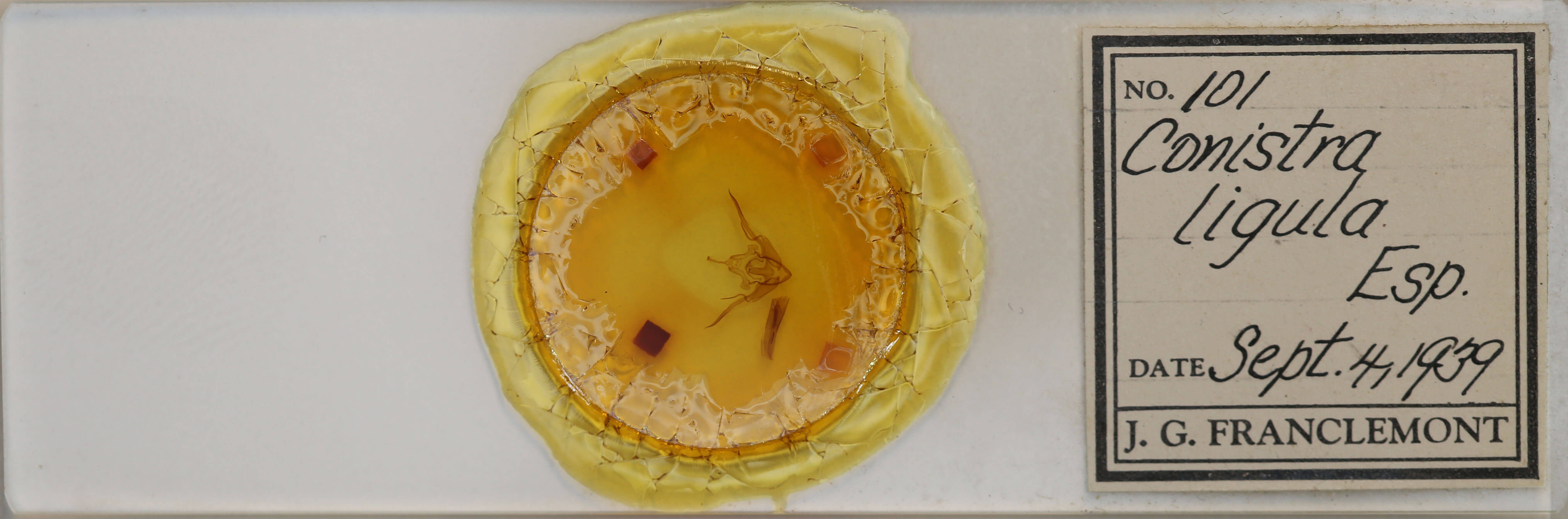 slide view of adult Conistra ligula