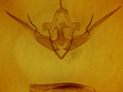genitalia view of adult Conistra ligula