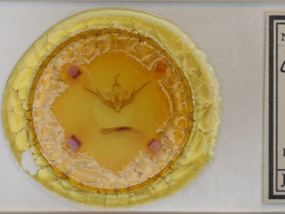 slide view of adult Conistra ligula