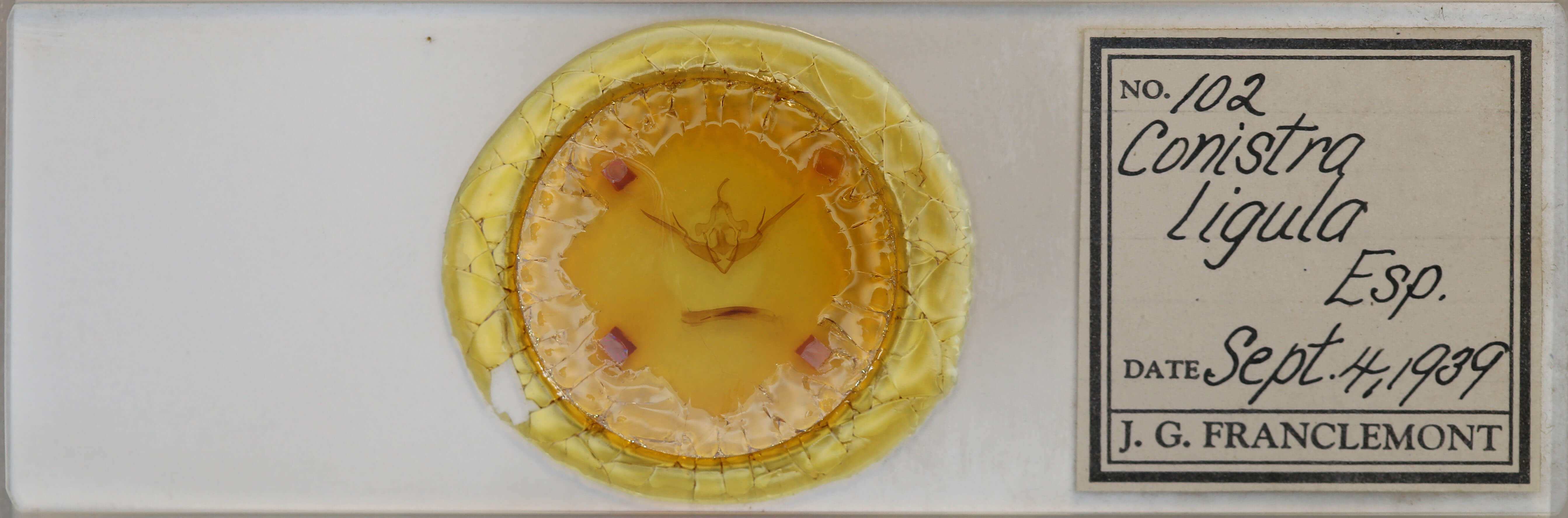 slide view of adult Conistra ligula