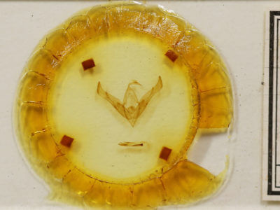 slide view of adult Cucullia asteroides